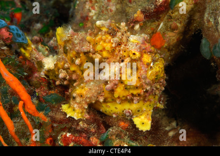 Gelbe warzige Anglerfisch, Antennarius Maculatus, Alor, Indonesien Stockfoto