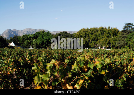 Nederburg Wine Estate, Paarl, Westkap, Südafrika Stockfoto