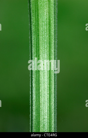 Kuh Petersilie Anthriscus Sylvestris (Apiaceae) Stockfoto