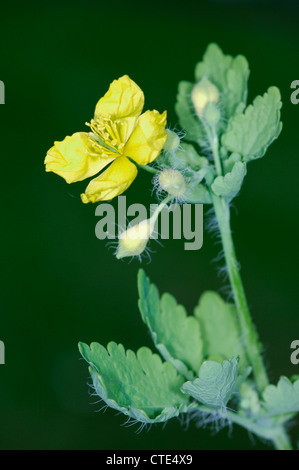 SCHÖLLKRAUT Chelidonium Majus (Papaveraceae) Stockfoto