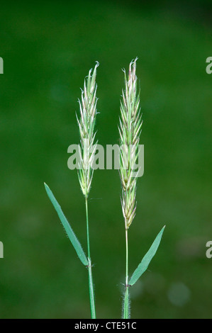 SWEET VERNAL GRASS Anthoxanthum odoratum Stockfoto