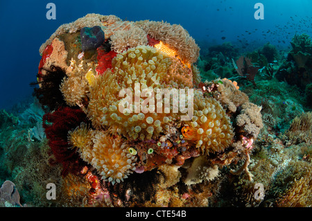 Kolonie von Birne-Tentakel Seeanemone, Entacmaea Quadricolor, Alor, Indonesien Stockfoto