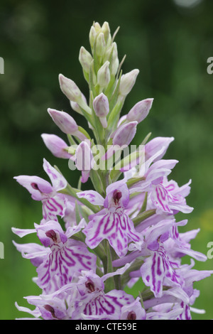 Gemeinsame gefleckte Orchidee wächst in einer kleinen Wiese Bereich in einem Wildtier freundlichen Garten erstellt. Diese Pflanzen selbst Samen leicht Kolonien zu schaffen. Stockfoto