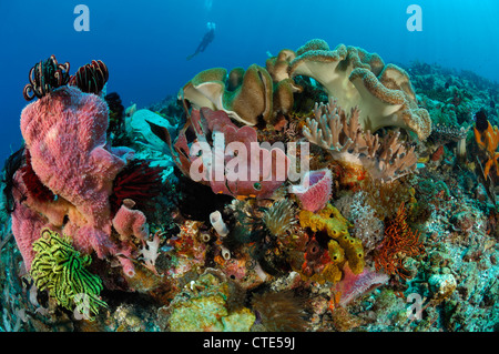 Nordkanada Korallenriff, Alor, Indonesien Stockfoto