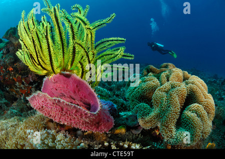 Nordkanada Korallenriff, Alor, Indonesien Stockfoto