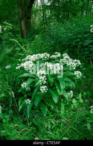BÄRLAUCH Allium Ursinum (Liliaceae) Stockfoto