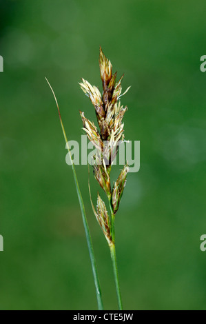 SAND-SEGGE Carex Arenaria (Cyperaceae) Stockfoto