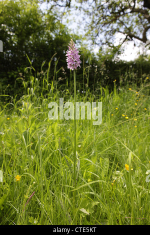 Gemeinsame gefleckte Orchidee wächst in einer kleinen Wiese Bereich in einem Wildtier freundlichen Garten erstellt. Diese Pflanzen selbst Samen leicht Kolonien zu schaffen. Stockfoto