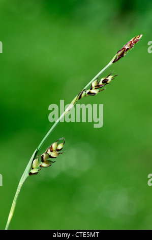 Nelke-SEGGE Carex Panicea (Cyperaceae) Stockfoto