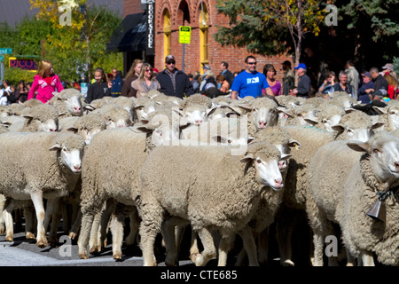 Schafe auf den Winter verschoben Weiden in den hinteren der Schaf-Parade auf der Main Street in Ketchum, Idaho, USA. Stockfoto