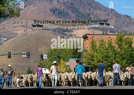 Schafe auf den Winter verschoben Weiden in den hinteren der Schaf-Parade auf der Main Street in Ketchum, Idaho, USA. Stockfoto