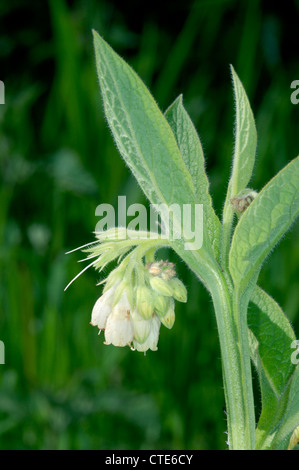 GEMEINSAMEN Beinwell Symphytum Officinale (Boraginaceae) Stockfoto