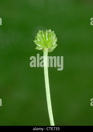 KNOLLIGEN HAHNENFUß Obst Ranunculus Bulbosus (Butterblume) Stockfoto