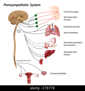 Parasympathischen Weg des ANS Stockfoto