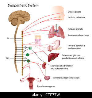 Sympathischen Weg des ANS Stockfoto