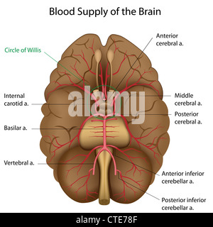 Blutversorgung des Gehirns Stockfoto