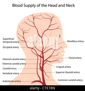 Blutversorgung von Kopf und Hals Stockfoto