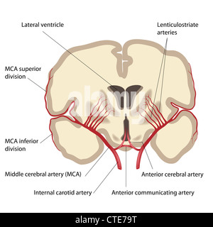 Mittlere zerebrale Arterie und Niederlassungen Stockfoto
