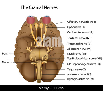 Die 12 Hirnnerven Stockfoto