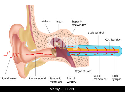 Mechanismus des Hörens Stockfoto