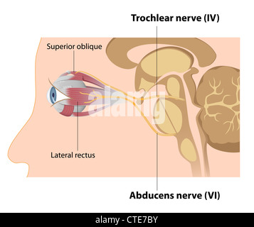 Trochlear und rectus Nerven Stockfoto