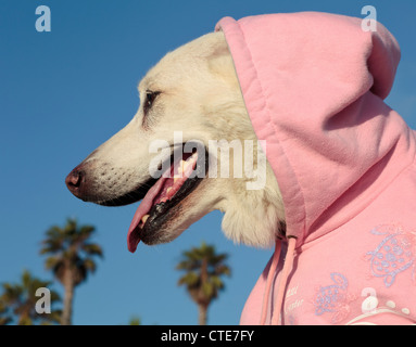 Weiße Schäferhund tragen Sweatshirt mit Kapuze Stockfoto