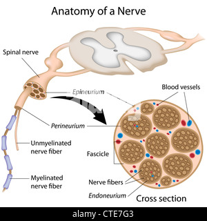Anatomie eines Nervs Stockfoto