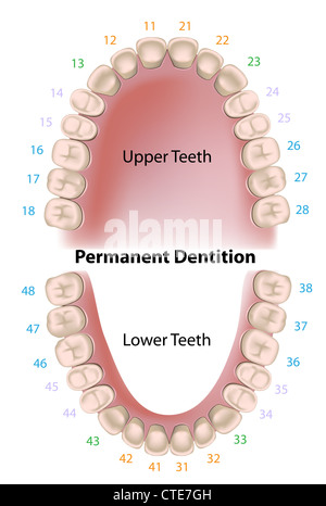 Dental-Notation bleibende Zähne Stockfoto
