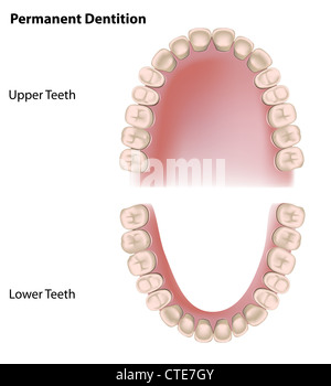 Bleibende Zähne, Erwachsenen-Gebiss Stockfoto