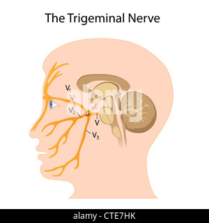 Anatomie des menschlichen Hirnstamm und Hirnnerven Stockfotografie - Alamy