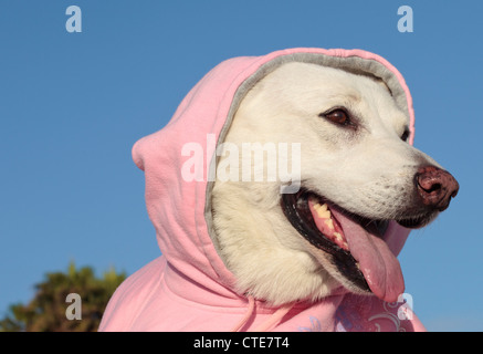 Weiße Schäferhund tragen Haube Stockfoto