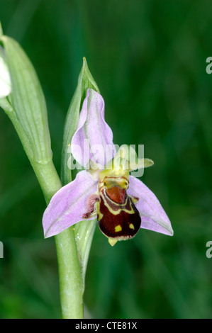 Biene Orchidee Ophrys Apifera (Orchidaceae) Stockfoto