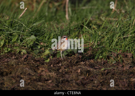 Sibirische Rubythroat (männlich) Luscinia Calliope Shetland Schottland, Vereinigtes Königreich Stockfoto