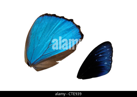 Blauer Schmetterlingsflügel (Morpho sp und Euploea sp.).  Das Blau ist nicht von Pigment basierte Lichtreflexion aber strukturell bedingt. Stockfoto