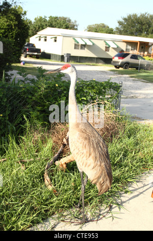 Sandhill Kran vor den Häusern neben einer Autobahn in Florida. Stockfoto