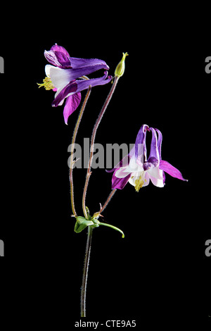 Violette Blume Aquilegia auf schwarzem Hintergrund isoliert Stockfoto