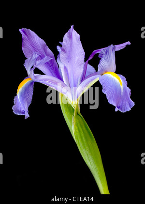 Violette Iris auf schwarzem Hintergrund Stockfoto