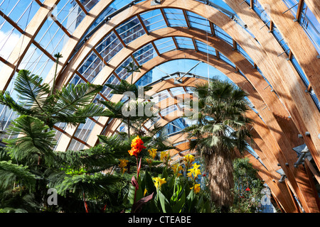 Wintergärten, Sheffield. Innenansicht des gemäßigten Gewächshaus im Zentrum Stadt Stockfoto