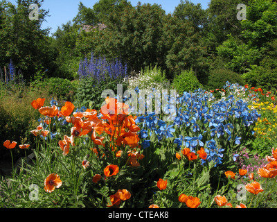 Island und Himalaya blau Mohn, Botanischer Garten (Lystigarður), Akureyri, Nord-Island, Insel, Nordatlantik, Europa Stockfoto