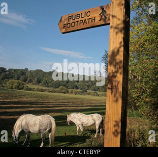 Pferde grasen auf dem Fußweg neben Lickhill Caravan Park, Stourport am Severn, Worcestershire Stockfoto