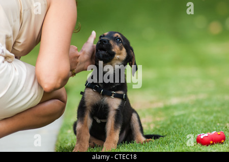 Welpen von einer Frau gestreichelt Stockfoto