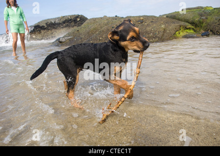 Mischling Welpe am Strand holen. Stockfoto