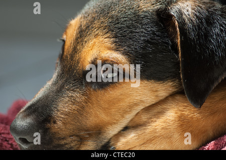 Nahaufnahme der Mischling Welpe. Stockfoto