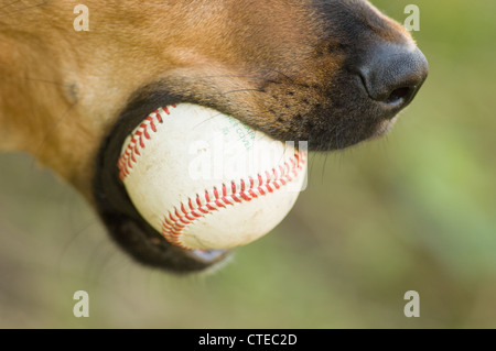 Gemischte Rasse Hund mit Baseball in Mund Stockfoto