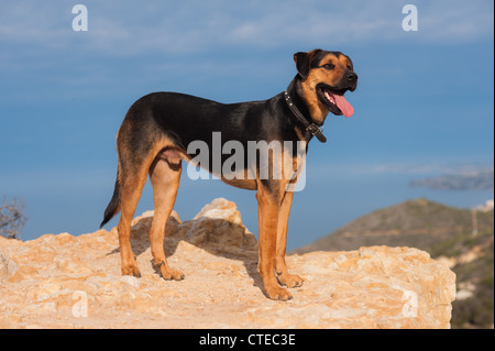 Hund hoch und stolz auf hohen Boden mit blauem Himmel und Meer im Hintergrund Stockfoto