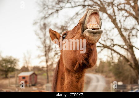 Flehmen Antwort in Corralled Bay Horse. Stockfoto