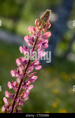 "Galerie" Garten, Blomsterlupine Lupine (Lupinus polyphyllus) Stockfoto