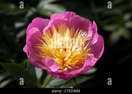 "Schüssel der Schönheit "gemeinsamen Garten, Luktpion Pfingstrose (Paeonia lactiflora) Stockfoto