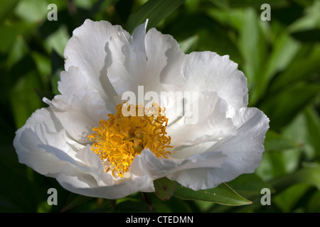 'White Wings' gemeinsamer Garten, Luktpion Pfingstrose (Paeonia lactiflora) Stockfoto