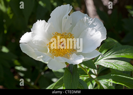 'White Wings' gemeinsamer Garten, Luktpion Pfingstrose (Paeonia lactiflora) Stockfoto